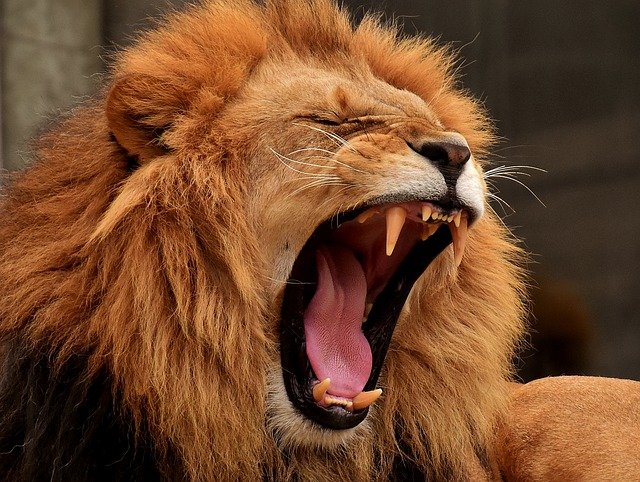 lion qui rugit , il sort sa colère